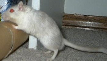 Left Profile - A white Dove Gerbil is standing on a cardboard roll and it is looking to the left.