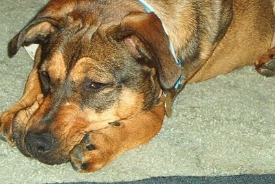 Close up upper body shot - A brown with black German Shepherd mix is laying down on a tan carpet.