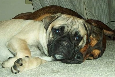 A tan with black bull-Pug is laying on its side on a tan carpet and there is another black and tan dog sleeping behind it.