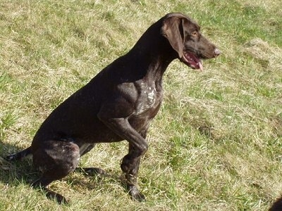 A German Shorthaired Pointer puppy is sitting in grass and its front right paw is up. Its mouth is open and tongue is out.