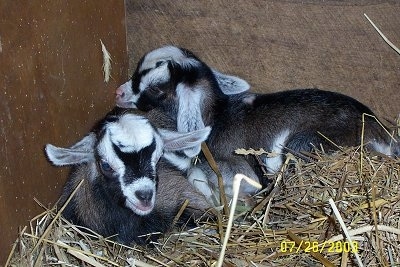 Two baby goats are laying in hay in a corner inside of a barn stall.