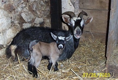 A brown with black and white kid goat is standing in hay next to its mother, a black with white goat who is laying down in front of a stone wall inside of a barn stall.