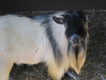 Close up - A white with black goat is standing across a grass and wood chips looking at the camera. It has a long beard.