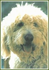 Close Up - The face of a Goldendoodle with its tongue out