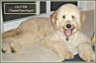 A cream and tan Goldendoodle is laying on a white tiled floor in front of a sliding door. Its mouth is open and tongue is out.