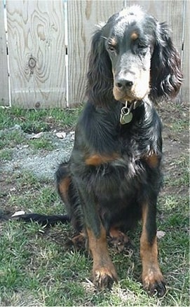 A black and tan Gordon Setter is sitting in grass and there is a wooden fence behind it