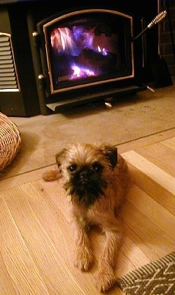 A tan with black Belgian Griffon puppy is laying on a hardwood floor with a fireplace behind it.