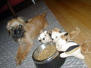 A tan with black Belgian Griffon puppy is laying on a gray throw rug on a hardwood floor next to a food bowl and there are three plush <a href=