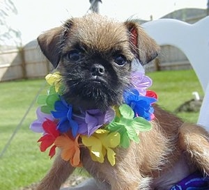A tan with black Belgian Griffon puppy is sitting outside in a lawn chair wearing a colorful lei