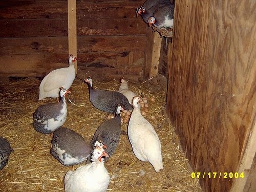 A large amount of guinea fowl eggs are under two of the birds in a coop in a barn. Three of the birds are on a ledge in the corner the rest are standing in the barn in hay.
