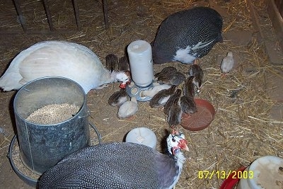 Three adult guinea fowl are eatting out of a feed dispenser with a lot of baby keets all around them.