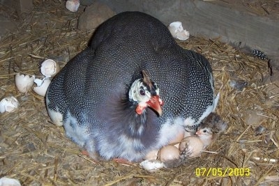 Close Up - A black and white mother guinea bird sitting on eggs. A number of Keets have already hatched and are peeking out from under her.