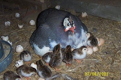 About 10 baby keets are surrounding the guinea fowl mother, who is still sitting on the eggs