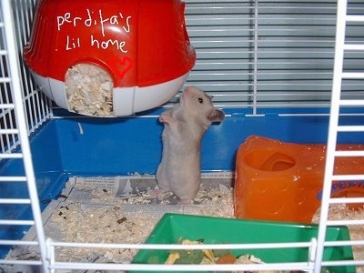 A grey hamster is standing on its back legs and it is extending its body so it can smell a hanging hide-a-way with the words - perdita's Lil home.