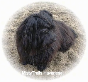 A black longhaired dog is sitting outside in grass looking down and to the right. The top of the dog's head is French braided.