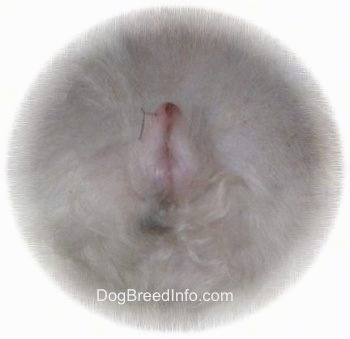 Dog's Vulva