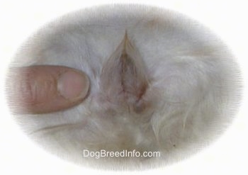 Finger pointing to a dog's vulva