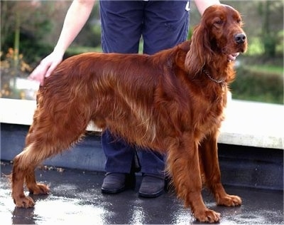 A red Irish Setter is being posed by a person behind it on a roof