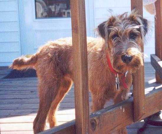 An Irish Terrier is standing on a wooden deck with its head poking through wooden rails.