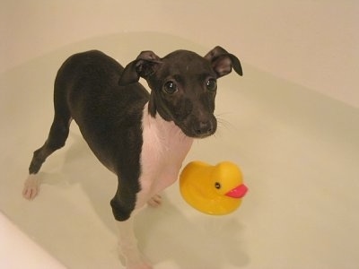 A black with white Italian Greyhound is standing in a bath tub that has water in it. There is a yellow rubber ducky in front of it