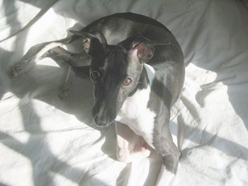 A grey with white Italian Greyhound Puppy is laying on a person's bed looking up.