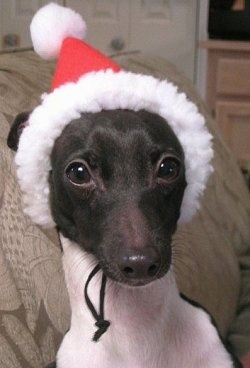 Close Up head shot - A grey with white Italian Greyhound puppy is wearing a Santa Claus hat