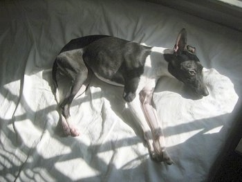 A grey with white Italian Greyhound Puppy is laying on its left side on a human's bed