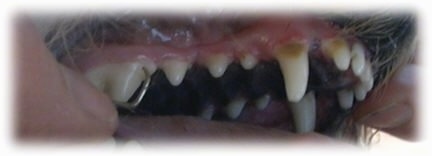 The acutely dirty teeth of a dog with its mouth open with a person's fingers scraping them with a medal tool.