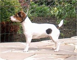 Left Profile - A white with black and tan Jack Russell Terrier is standing on a stone walkway.