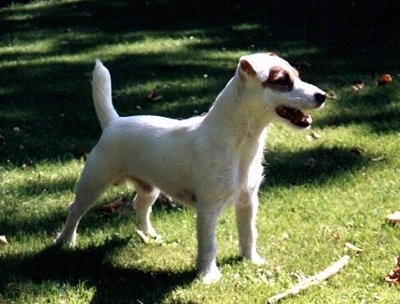 A white with tan Jack Russell Terrier is standing in grass and there is a stick in front of it. The Jack Russell Terriers mouth is open and its tail is up