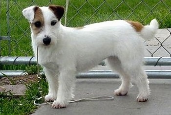 A white with tan wire Jack Russell Terrier is standing on a side walk in front of a chain link fence