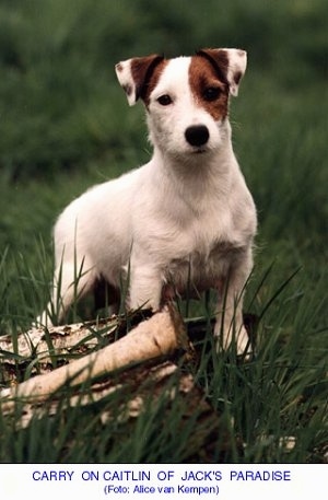 A wiry looking white with tan Jack Russell Terrier is standing in grass on top of fallen logs. The words - CARRY ON CAITLIN OF JACK'S PARADISE (Foto: Alice van Kempem) - are overlayed
