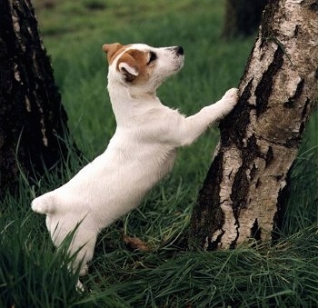 A white with tan Jack Russell Terrier is jumped up with its front paws up on a tree.