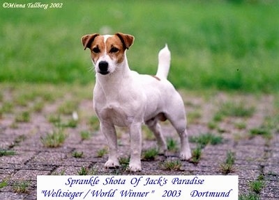 Front view - A white with tan Jack Russell Terrier is standing on a brick patio with grass growing between the bricks and grass behind it. The words - SPRANKLE SHOTA OF JACK'S PARADISE 'Weltsieger/World Winner' 2003 Dortmund - are overlayed