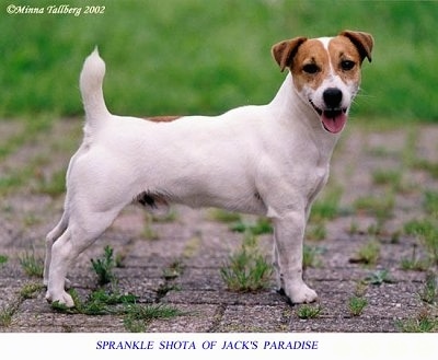 Side view - A white with tan Jack Russell Terrier is standing on a brick porch walkway with grass poking in between the bricks