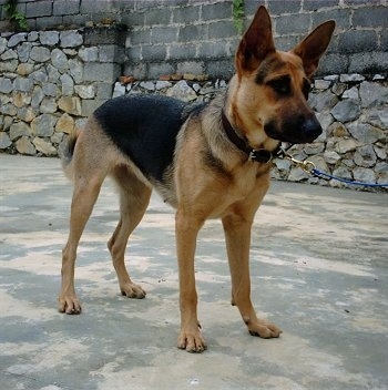 A black and tan Kunming Dog is standing on a sidewalk with a stone and cinder block wall behind it.