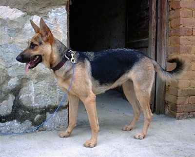 Left Profile - A short-haired black and tan Kunming Dog is standing in front of a stone and brick house. Its mouth is open and its tongue is out