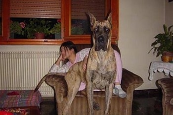 A lady in pink pajamas is sitting behind a Great Dane that is also sitting in the chair with her. The dog is larger than the lady.
