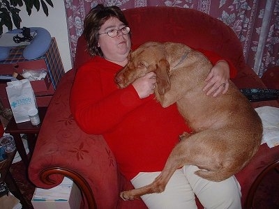 A lady in a red shirt sitting on a red chair has a red Wirehaired Vizsla on top of her lap in a living room.
