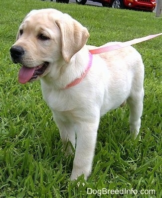 A cute, happy yellow Labrador Retriever puppy is standing in grass looking to the left. Its mouth is open and its tongue is out.