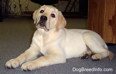 A yellow Labrador Retriever puppy is laying on a gray carpet and it is looking up.