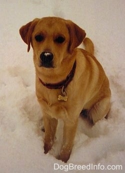 A yellow Labrador Retriever is sitting in snow and looking up. There is snow on its nose.
