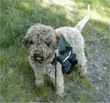 A curly-coated brown Lagotto Romagnolo is wearing a green carrying harness standing in grass and it is looking forward.