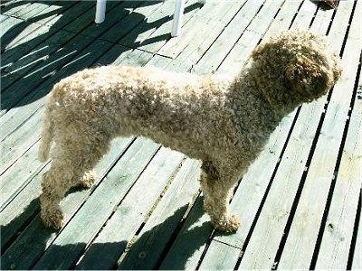 A curly-coated brown Lagotto Romagnolo is standing outside in the sun on a wooden deck.