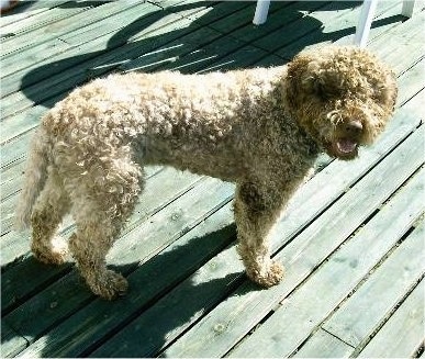 A smiling, curly brown Lagotto Romagnolo is standing on a wooden deck and its mouth is open.