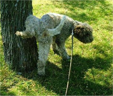 A curly coated brown Lagotto Romagnolo is peeing on a tree.