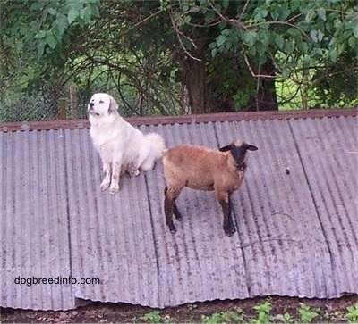 A Lamb is standing on a tin roof and next to it, is a Great Pyrenees dog that is sitting on the roof.