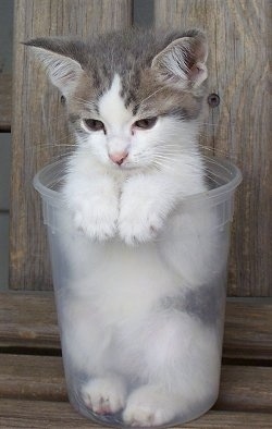 Little Lou the kitten is sitting inside a clear plastic quart sized container on a wooden glider bench