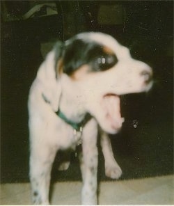 A white and black with brown Llewellin Setter puppy is standing on a carpet looking to the right yawning.
