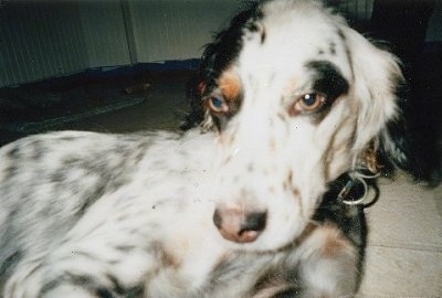 Close up - A white and black with brown Llewellin Setter is laying on its side with its head up.